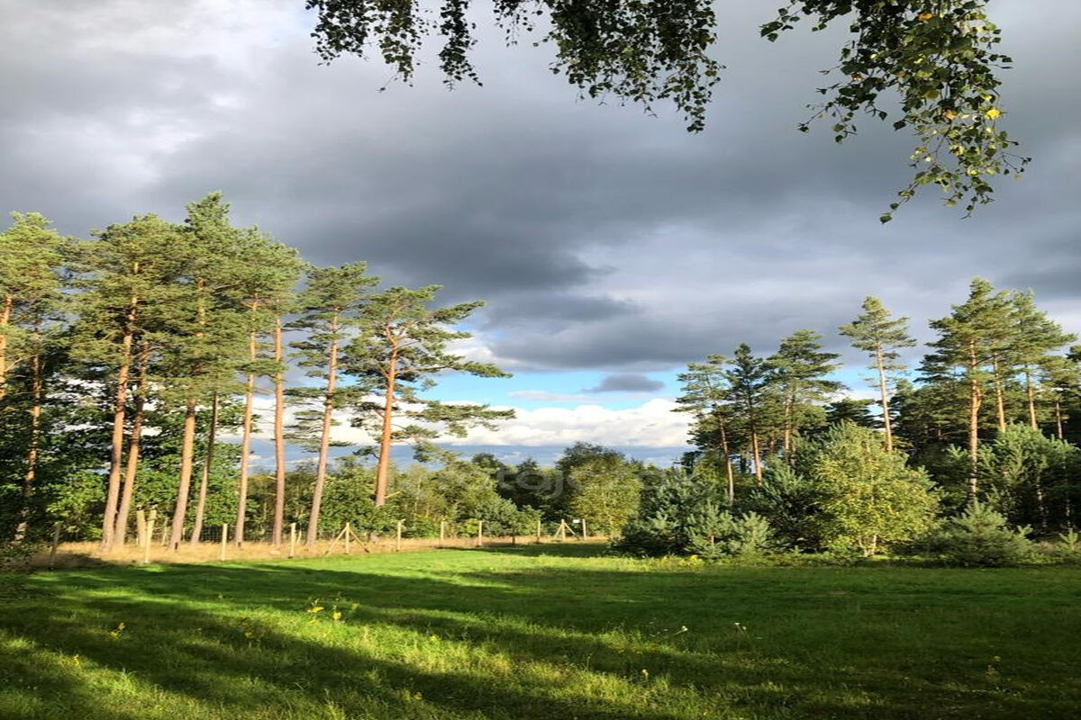 DOMEK NAD MORZEM | LAS | SASINO | 3 156m2 DZIAŁKASasino